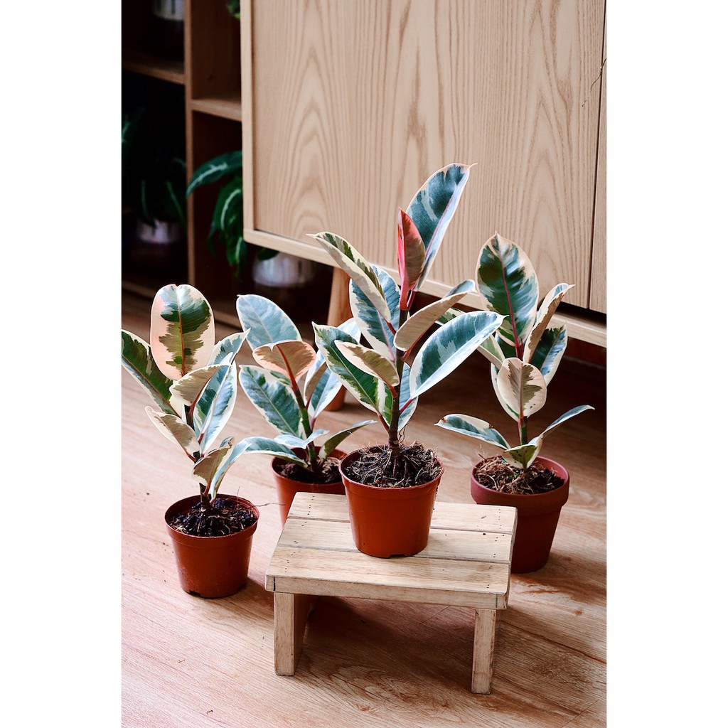 Cây Đa Cẩm Thạch Sô Cô La (Marble Rubber Tree, Ficus Elastica Tineke) &gt; 25cm