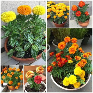 5 Gói Hạt giống hoa Cúc Vạn Thọ Pháp Mix : tặng gói kích thích