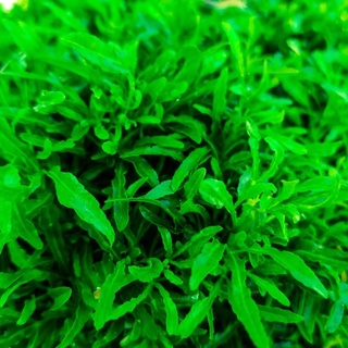 Cây Đinh lăng thái lá nhuyễn