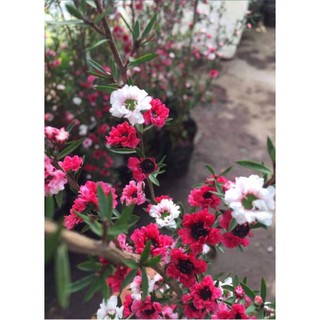 Chậu Tùng Tuyết Mai