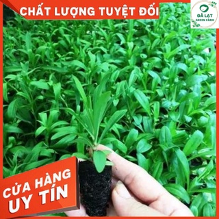 50H_HẠT GIỐNG HOA CÚC CÔNG CHÚA (DỄ TRỒNG)