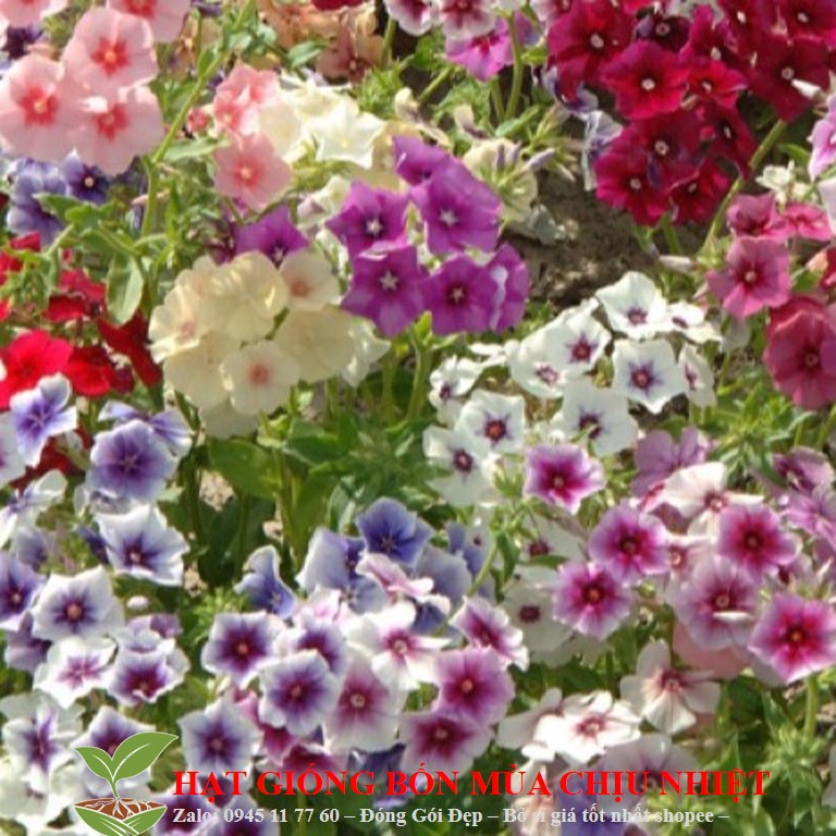 Hạt Giống Hoa thanh trúc Mix 50 Hạt/ Gói ĐẾN MÙA TRỒNG TẾT