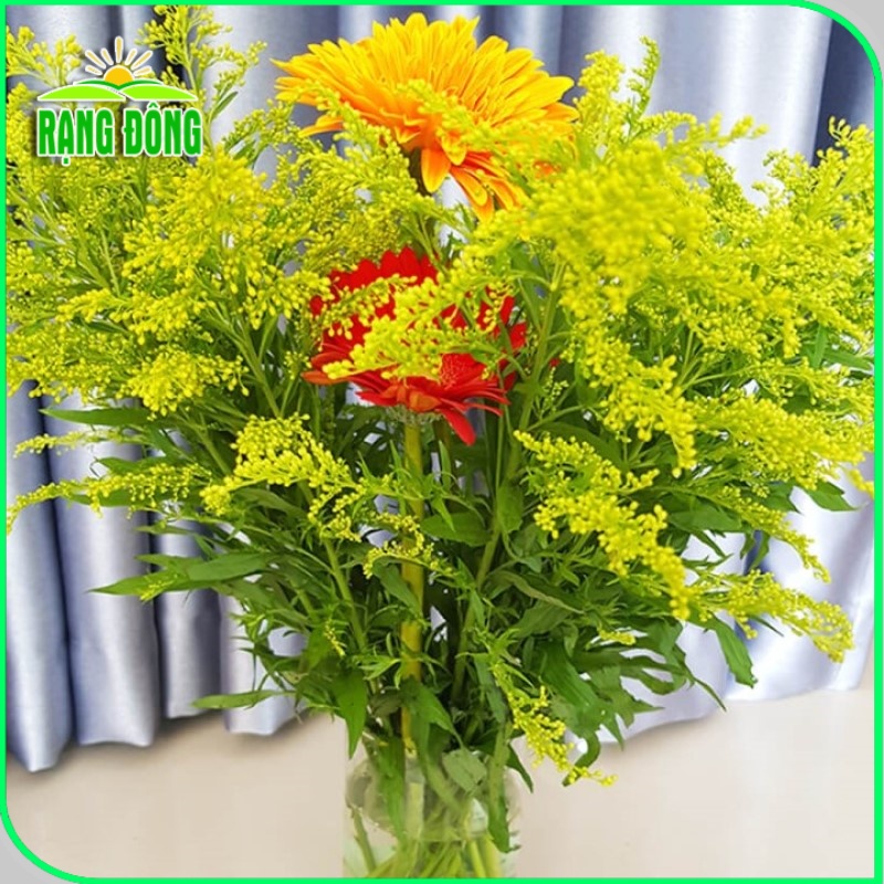 Dưỡng hoa lâu tàn Chrysal -Combo 50 gói- Chất dưỡng hoa tươi lâu dành cho hoa bình, không hư nước - Hạt giống Rạng Đông