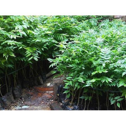 CÂY GIỐNG XƯA ĐỎ 15K