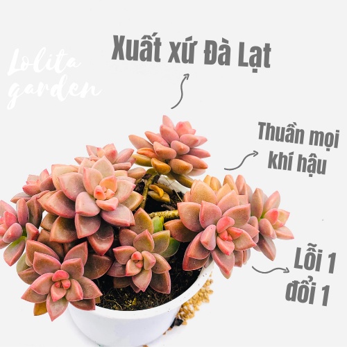 SEN ĐÁ ĐÁ NÂU BỤI CỔ THỤ SIZE TRUNG BÌNH, HÀNG ĐÀ LẠT, SIÊU XINH SIÊU KHỎE, LỖI 1 ĐỔI 1