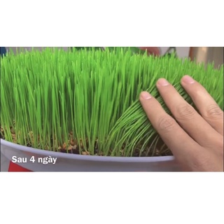 1kg Hạt mạch Úc (hạt giống cỏ lúa mỳ) & Hạt đại mạch