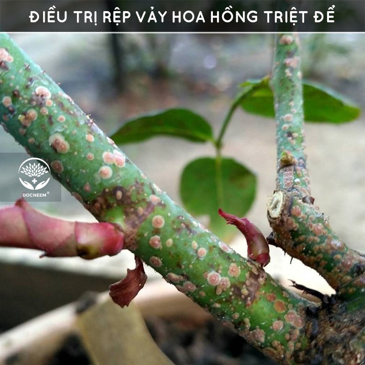 Dầu neem oil DOCNEEM hữu cơ phòng trị sâu bệnh hoa hồng, phong lan, cây cảnh, nguyên chất ép lạnh, hàng chính hãng 50ml