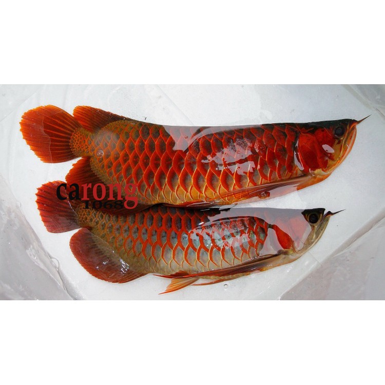 AROWANA MINERAL SALTS chứa nhiều nguyên tố vi lượng, khoáng chất và vitamin cho cá rồng