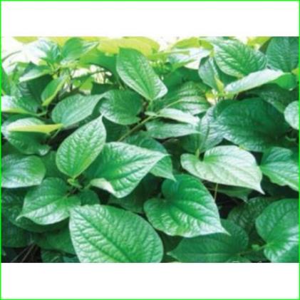 1kg lá lốt phơi khô hàng chuẩn loại 1