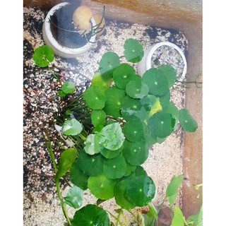 Rau má nước thủy sinh