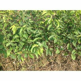 Cây giống lê nâu