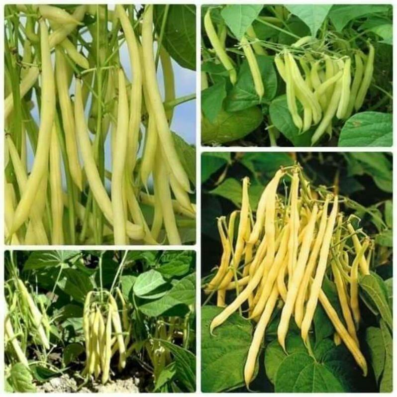 GÓI 50 GRAM - ĐẬU COVE VÀNG ( Đỗ vàng) PN – 04 PN