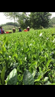 chè búp tân cương 1kg