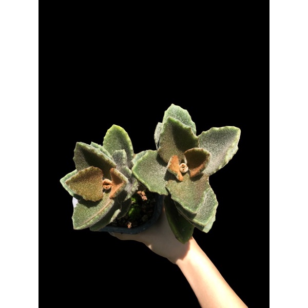 SEN ĐÁ NHUNG CÓC Kalanchoe beharensis Fang