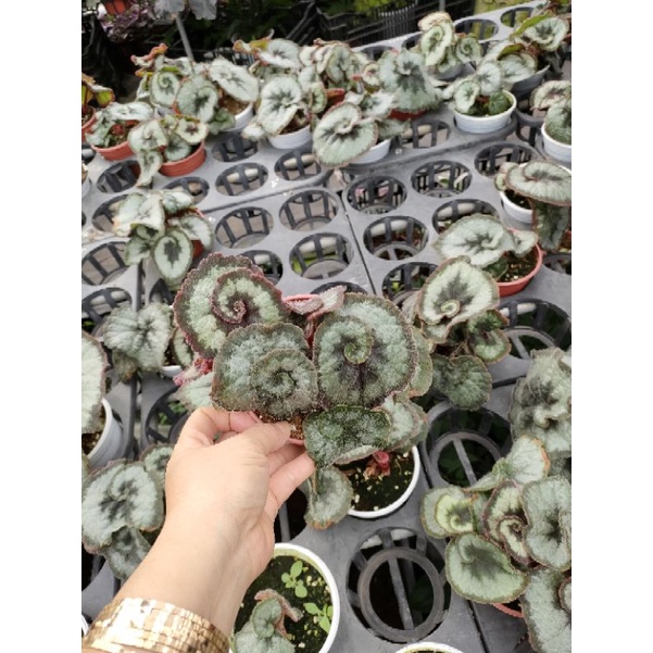 hải đường xoắn ốc