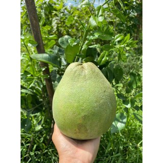 Bưởi Rubi... ruột đỏ