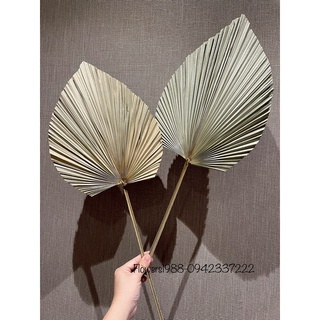 Lá cọ khô,trang trí,cắm hoa, chụp ảnh,decor,mộc mạc, lá to và dày hàng nhập khẩu