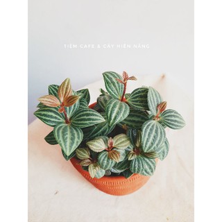 Cây Bình An - Peperomia pluteolata