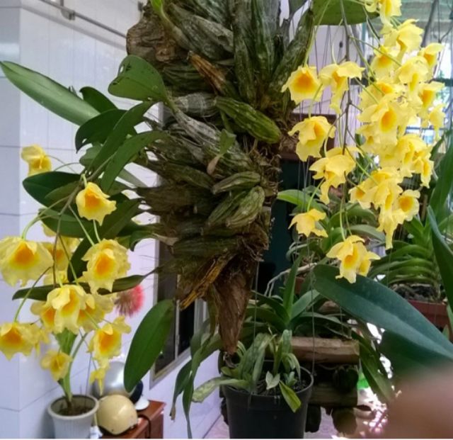 Hoa Lan Vẩy Rồng 1 khóm như hình cuối