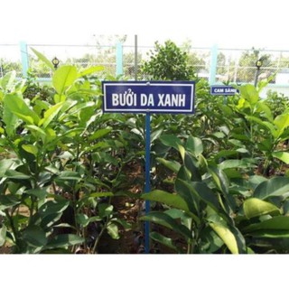 CÂY GIỐNG BƯỞI DA XANH