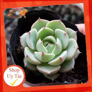 sen đá hoa hồng bạc🍏 |FREESHIP| 🔥 XỨ NÓNG, ĐÃ THUẦN KHÍ HẬU, KHOẺ ĐẸP 🍏 LỖI 1 ĐỔI 1