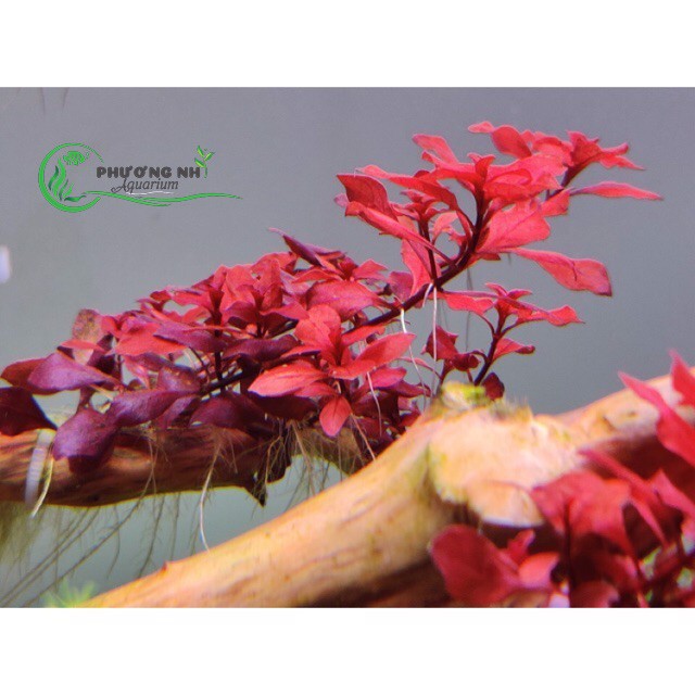 Cây Tân đế tài hồng lá nước