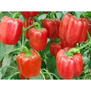 gói 20 hạt giống ớt chuông đỏ (ớt ngọt )