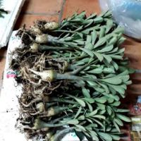 Cây giống sứ đủ màu