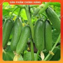 VNUA -  HẠT GIỐNG DƯA CHUỘT BABY LUCKY GÓI 10 HẠT