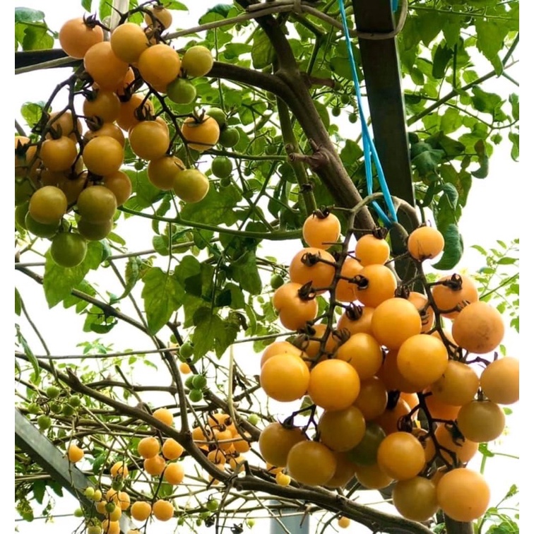 Hạt giống Cà Chua Chùm Nho Vàng Gold Nugget Nhập Khẩu Mỹ - 20 Hạt - tỷ lệ nảy mầm 90%