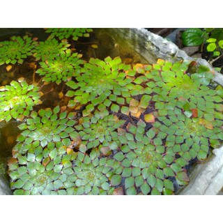 cây ấu thái thủy sinh- 1pcs