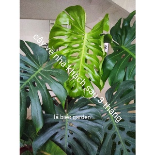 trầu bà lá xẻ, monstera deli