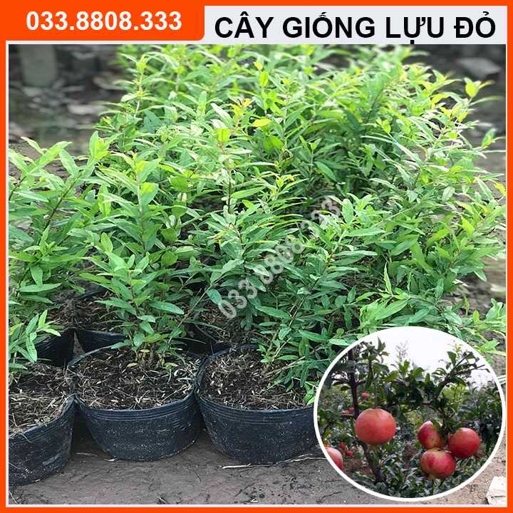 CÂY GIỐNG LỰU ĐỎ LÙN ĐỎ trồng được trên mọi loại đất, phù hợp khí hậu Việt Nam
