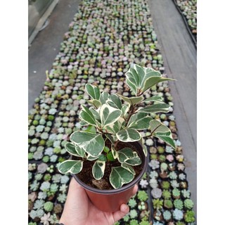 Cây bàng lá tim cẩm thạch