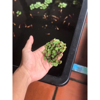BÈO TAI CHUỘT(10 cây/1sp)