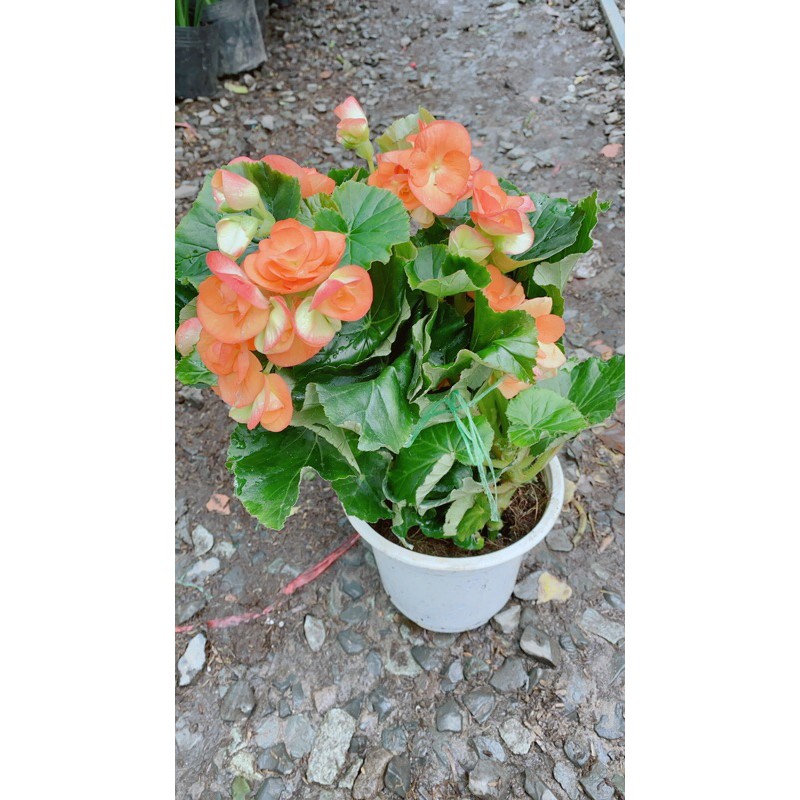 Hoa Thu Hải Đường