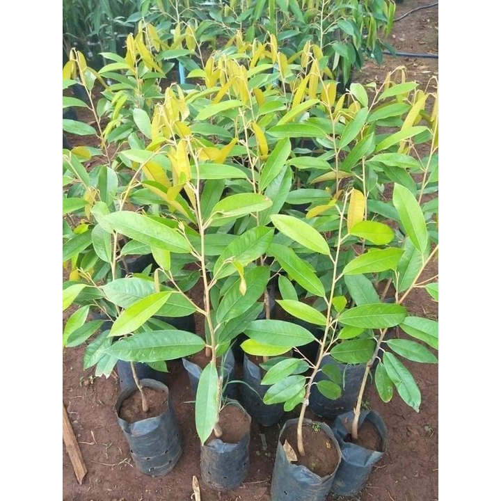 Cây giống sầu riêng ri6