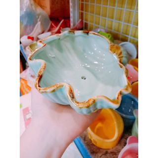 chén ốc biển - vỏ sò cho thú kiểng