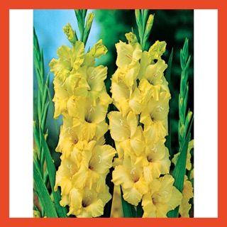 10 củ giống hoa lay ơn vàng