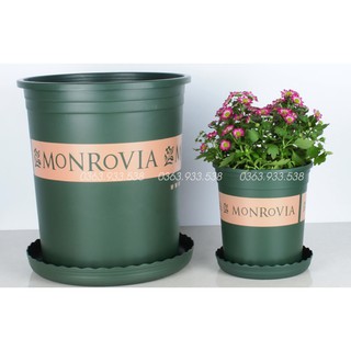 Chậu Monrovia 1GL