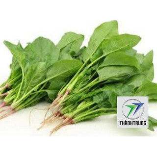 Hạt giống rau cải bó xôi 10 gr THANH TRUNG