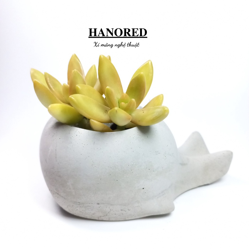Chậu xi măng mini hình cá mập siêu xinh HANORED trồng sen đá, xương rồng, tô tượng kích thước 12×7×5.5(cm)