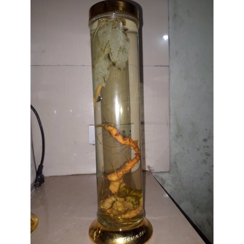 TAM THẤT HOANG🔥🔥rừng Kon tum 100gr