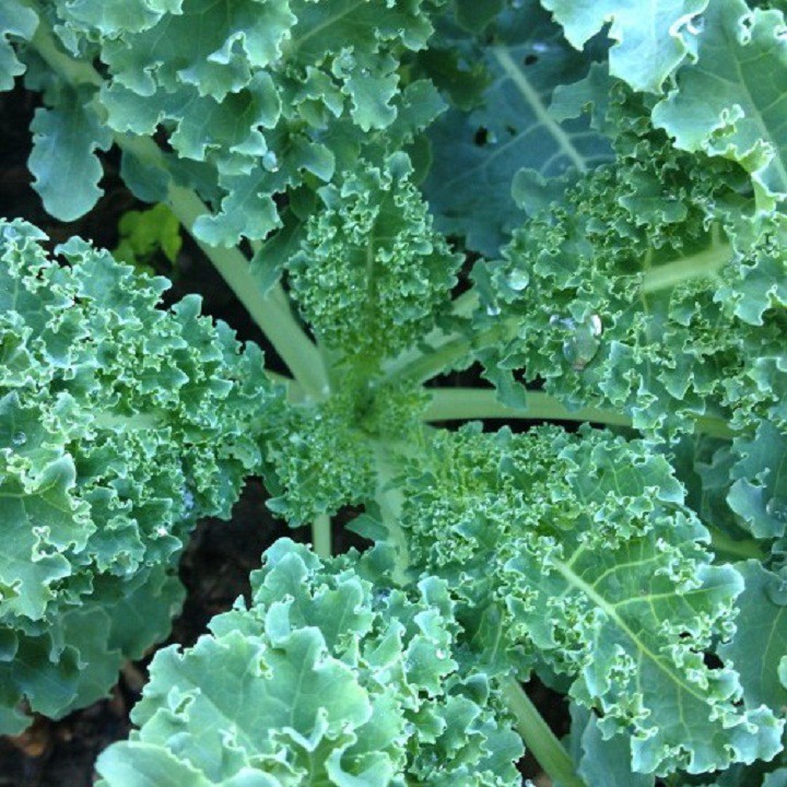 Bán sỉ Hạt giống rau cải xoăn xanh- cải xoăn xanh Kale gói 0.5 gram xuất xứ Đức hàng nhập khẩu, hàng chính hãng.