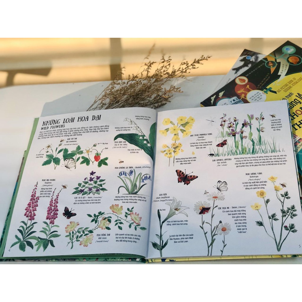 Sách - Big Picture Book Outdoors - Cuốn sách tranh khổng lồ về Thiên Nhiên