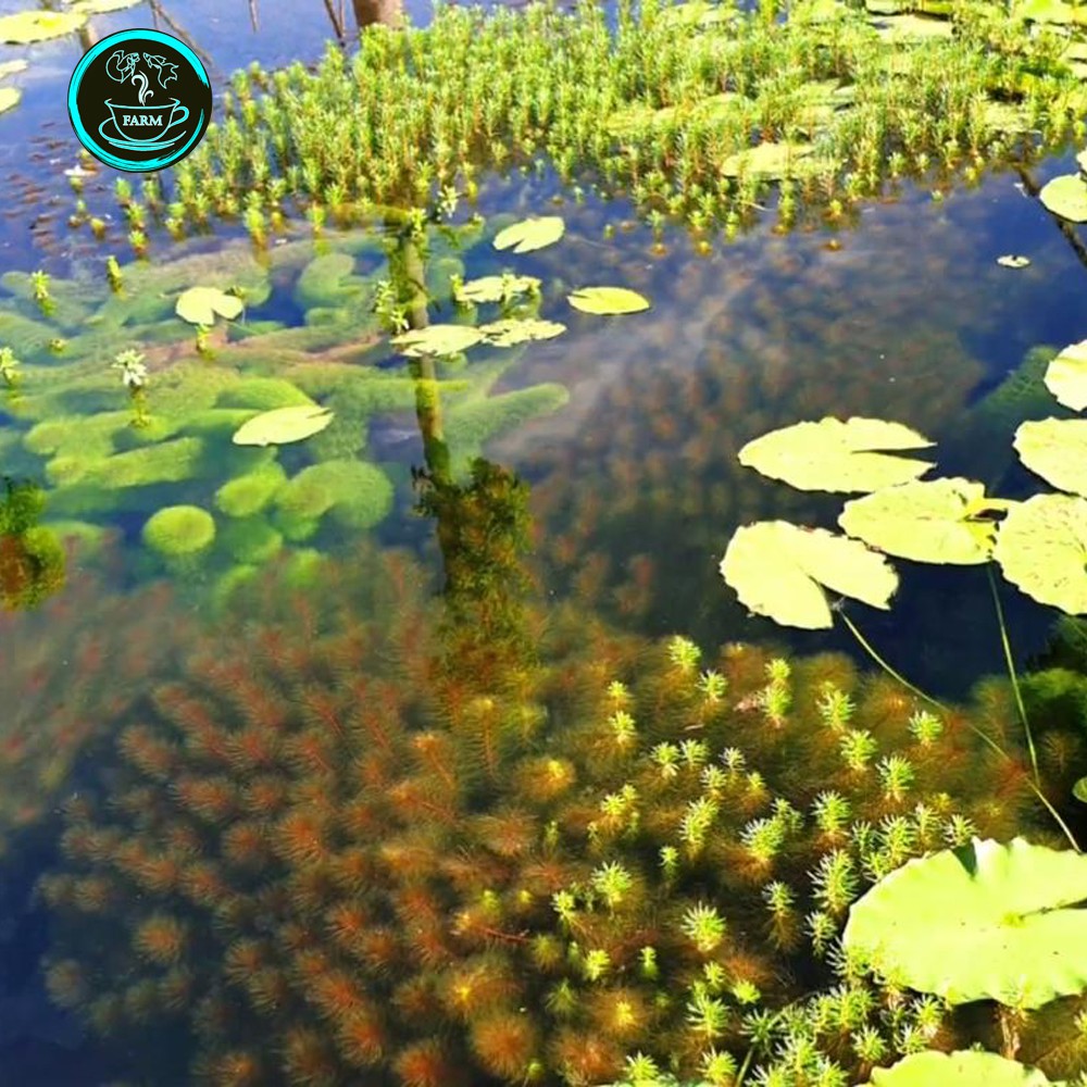 Bèo tai tượng giá sỉ