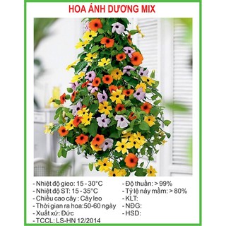 Hạt Giống Hoa ánh dương Mix 4 Hạt/ Gói
