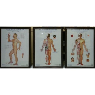 Sách - Tranh châm cứu 3 tờ (3 mặt)