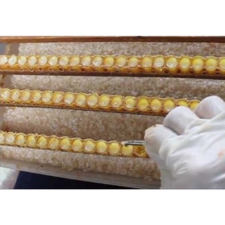 Sữa ong chúa tươi 100g