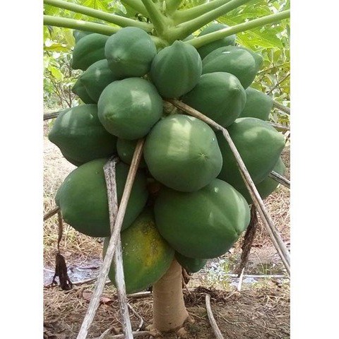 HẠT ĐU ĐỦ SIÊU LÙN RUỘT ĐỎ F1 SINTA - GÓI 10 HẠT